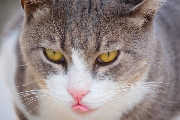 How can you whip up a comforting toad in the hole?